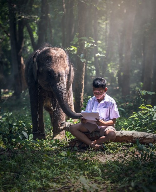 O Elefante Acorrentado