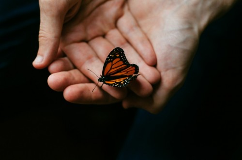 El sabio y la mariposa