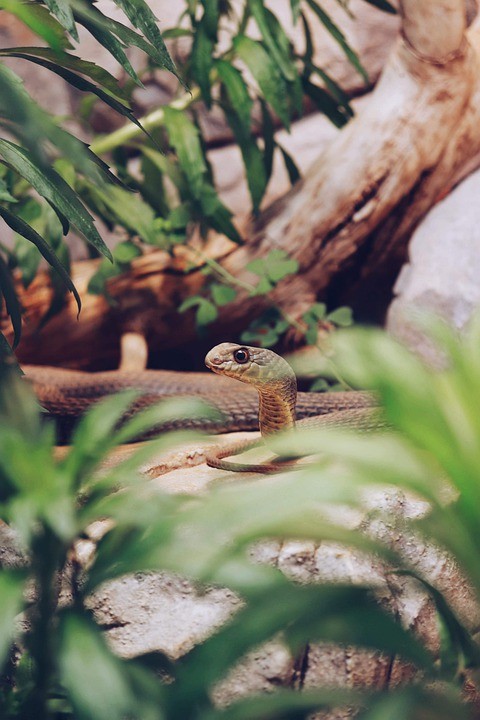 La serpiente y la luciérnaga